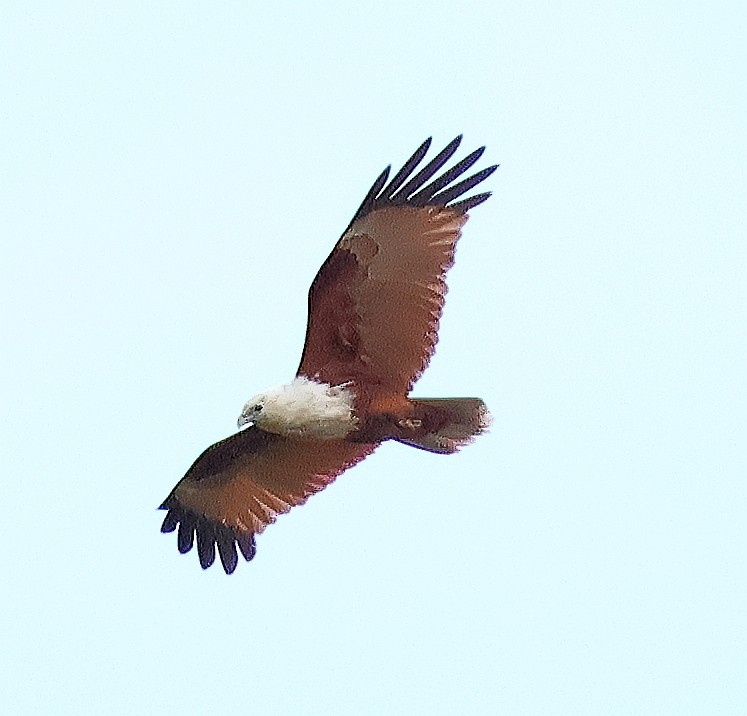 Brahminy Kite - ML643409656