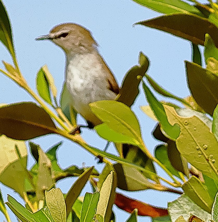 Mangrove Gerygone - ML643409677