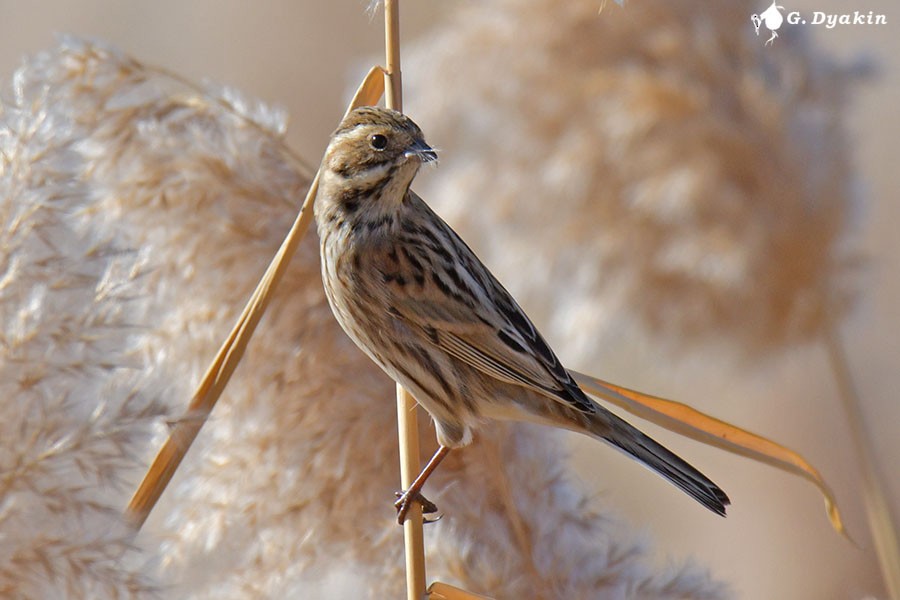 Reed Bunting - ML643409705