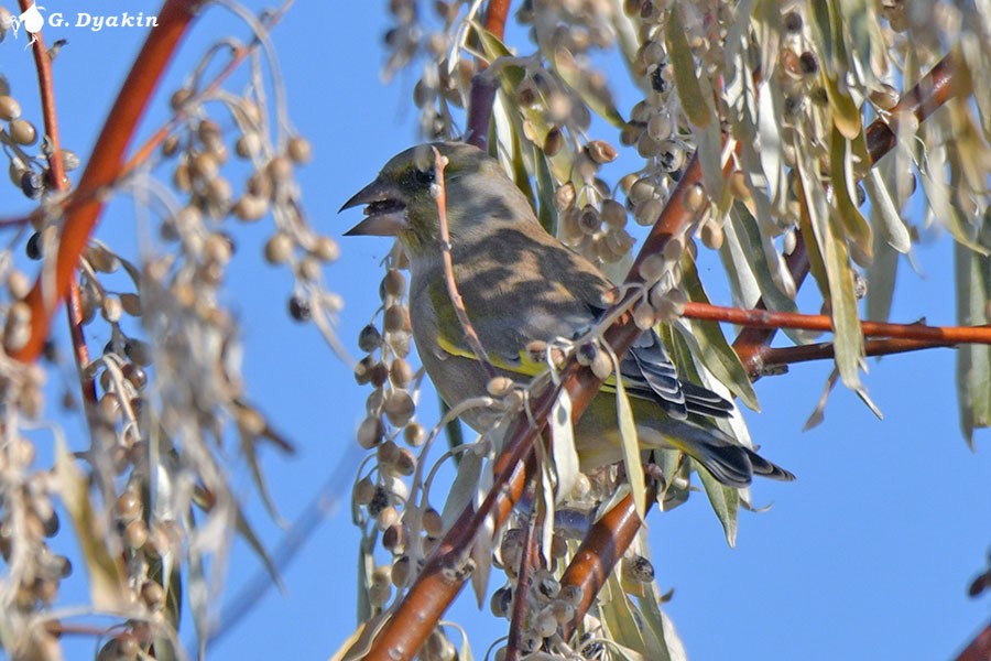 European Greenfinch - ML643409706