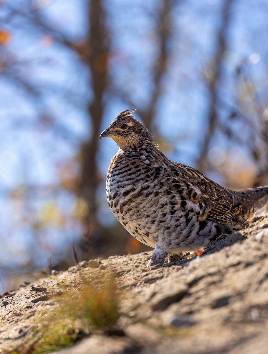 Ruffed Grouse - ML643409707