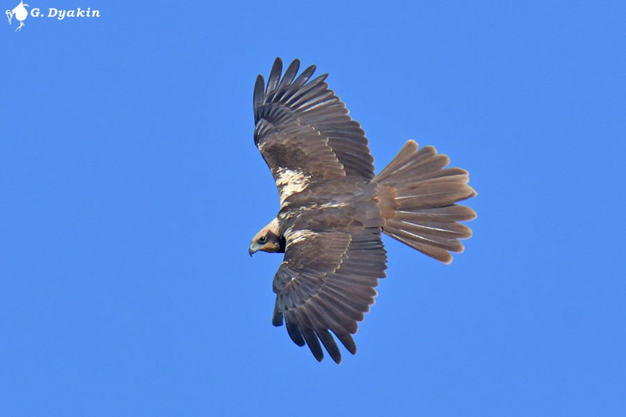 Western Marsh Harrier - ML643409708
