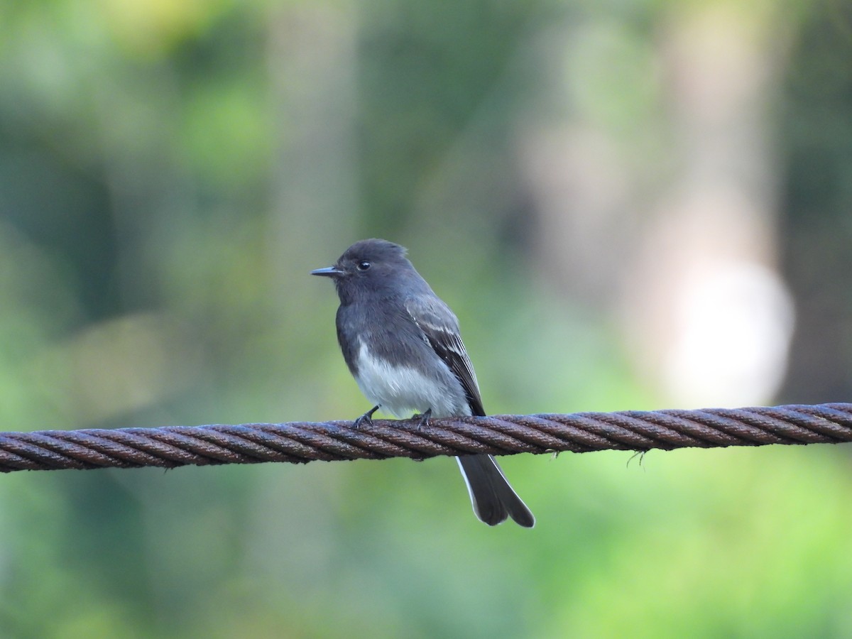 Black Phoebe - ML643409719