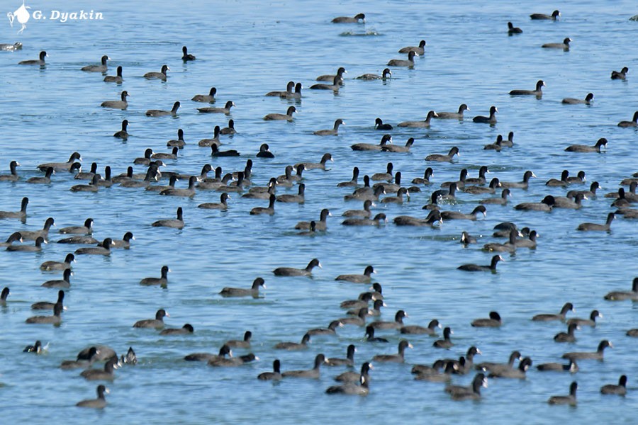 Eurasian Coot - ML643409722