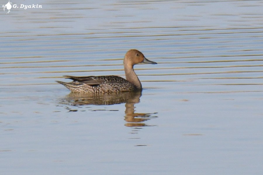Northern Pintail - ML643409723