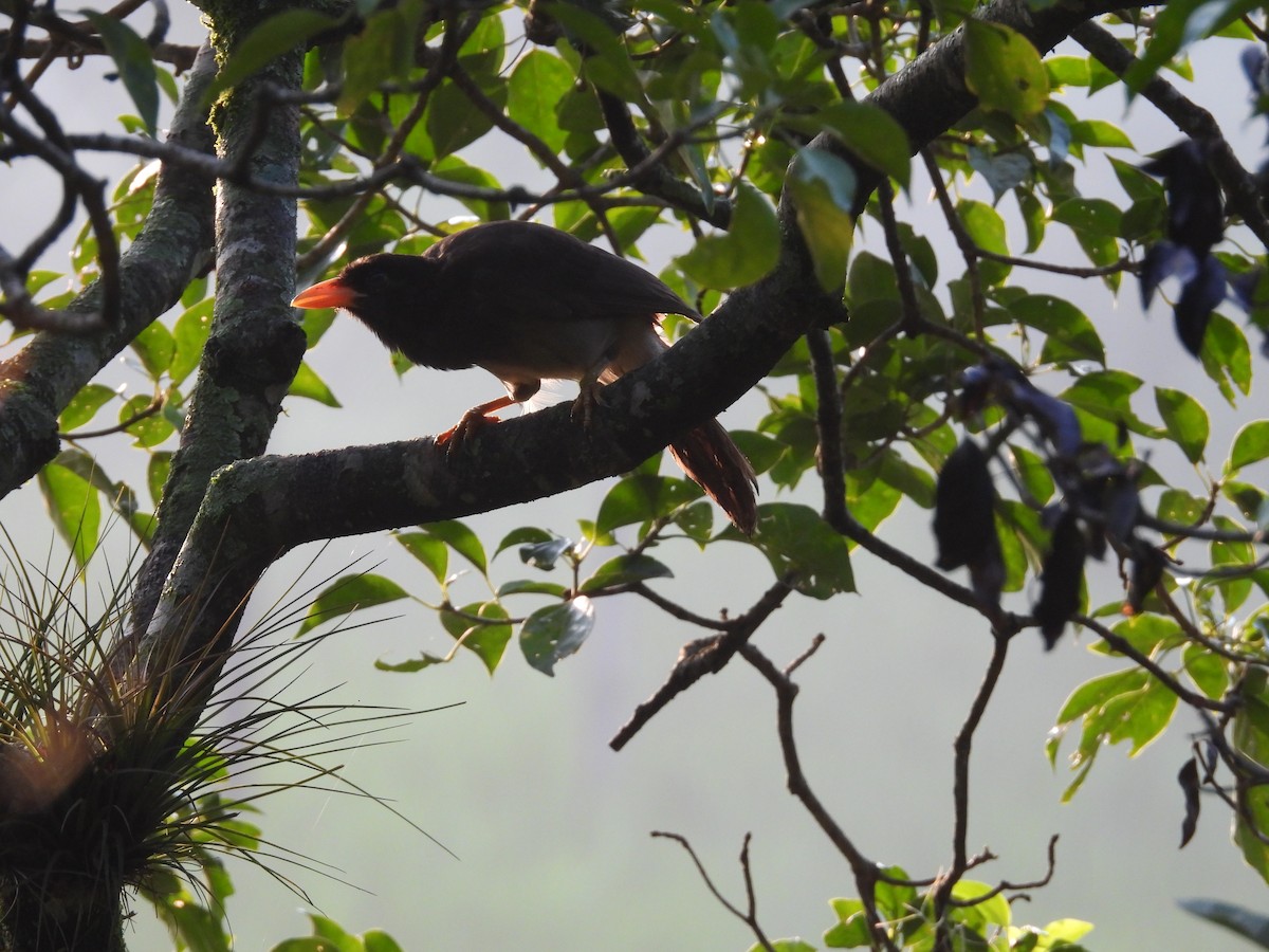 Brown Jay - ML643409725