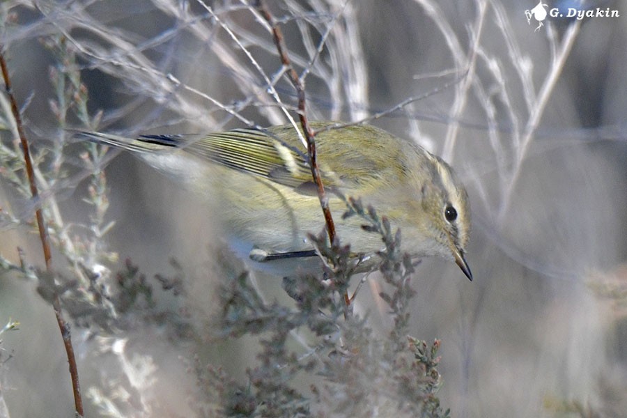 Hume's Warbler - ML643409728
