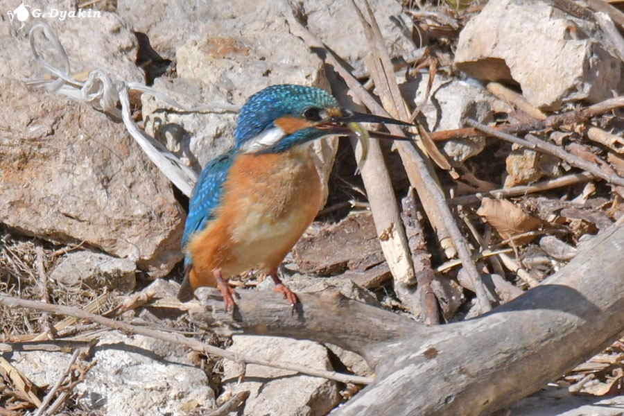 Common Kingfisher - ML643409737