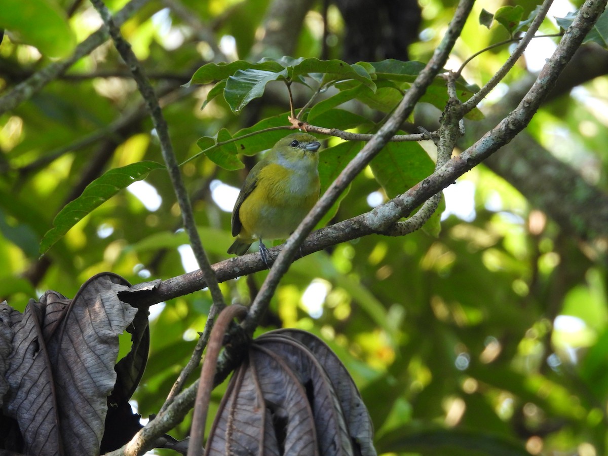 Yellow-throated Euphonia - ML643409739