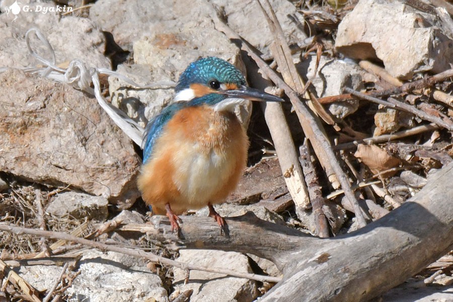Common Kingfisher - ML643409740