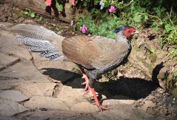 Faisán Plateado - ML643409751