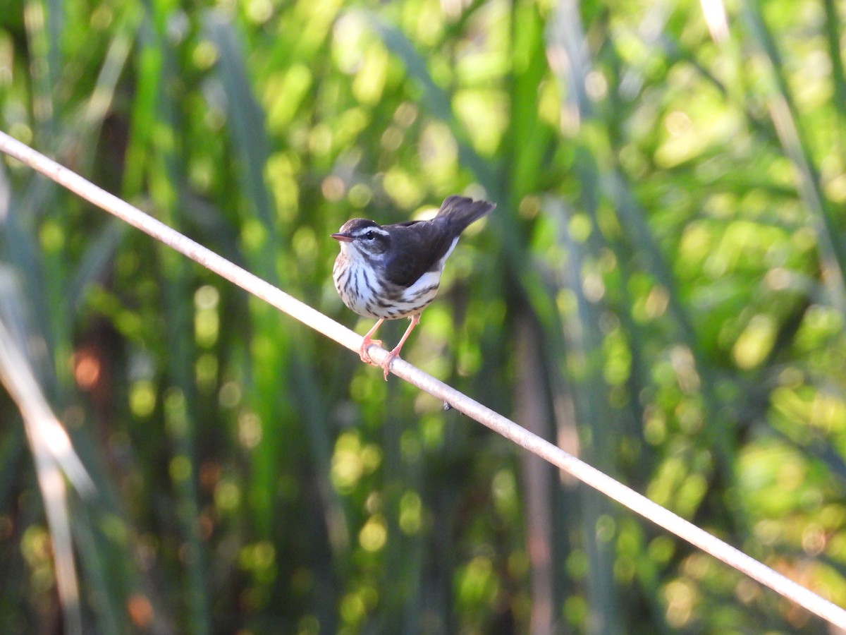 Louisiana Waterthrush - ML643409753