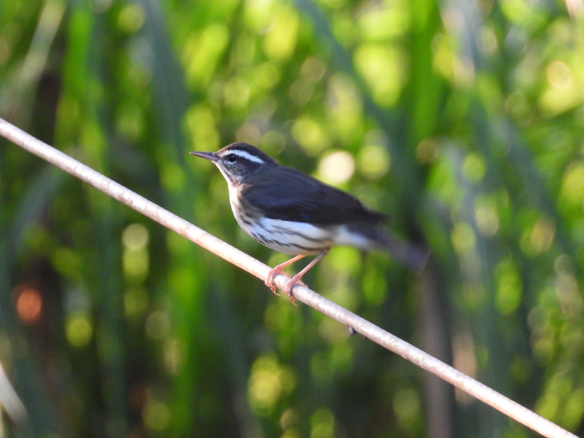 Louisiana Waterthrush - ML643409754