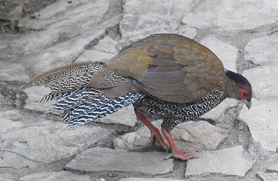 Faisán Plateado - ML643409755