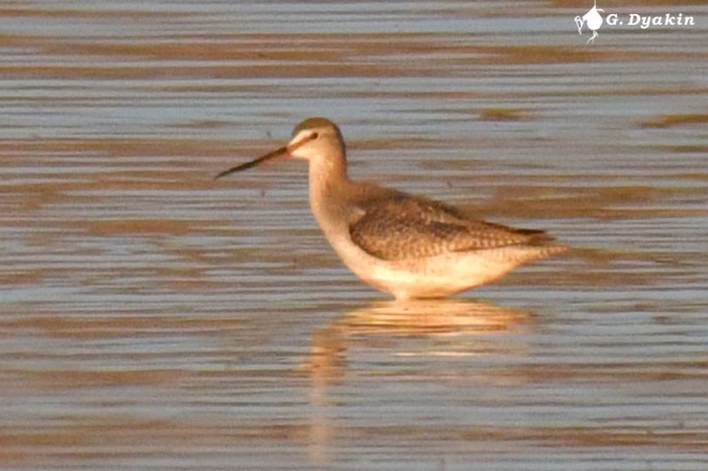 Spotted Redshank - ML643409756