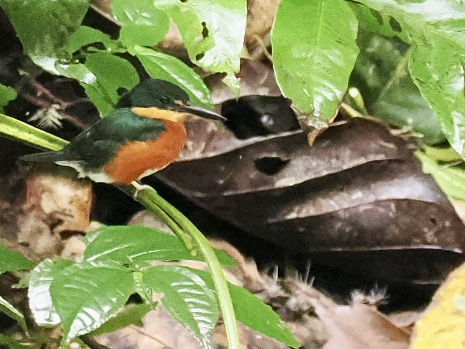 American Pygmy Kingfisher - ML643409759