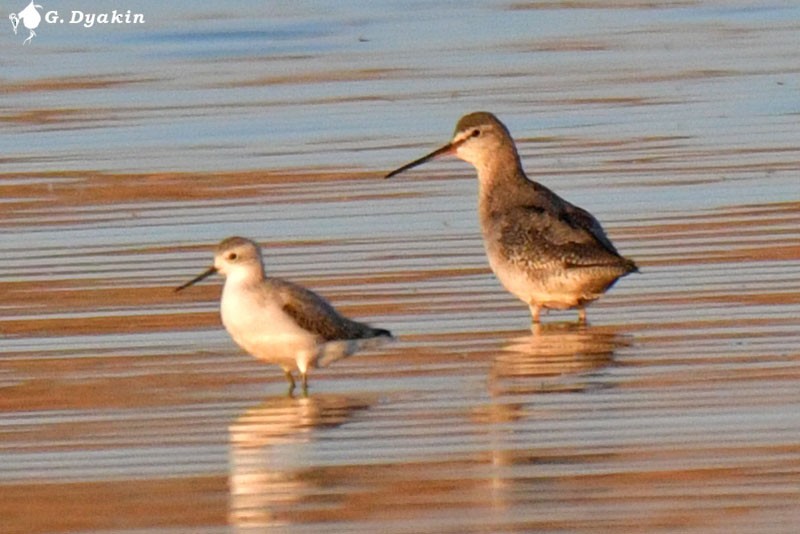 Marsh Sandpiper - ML643409760