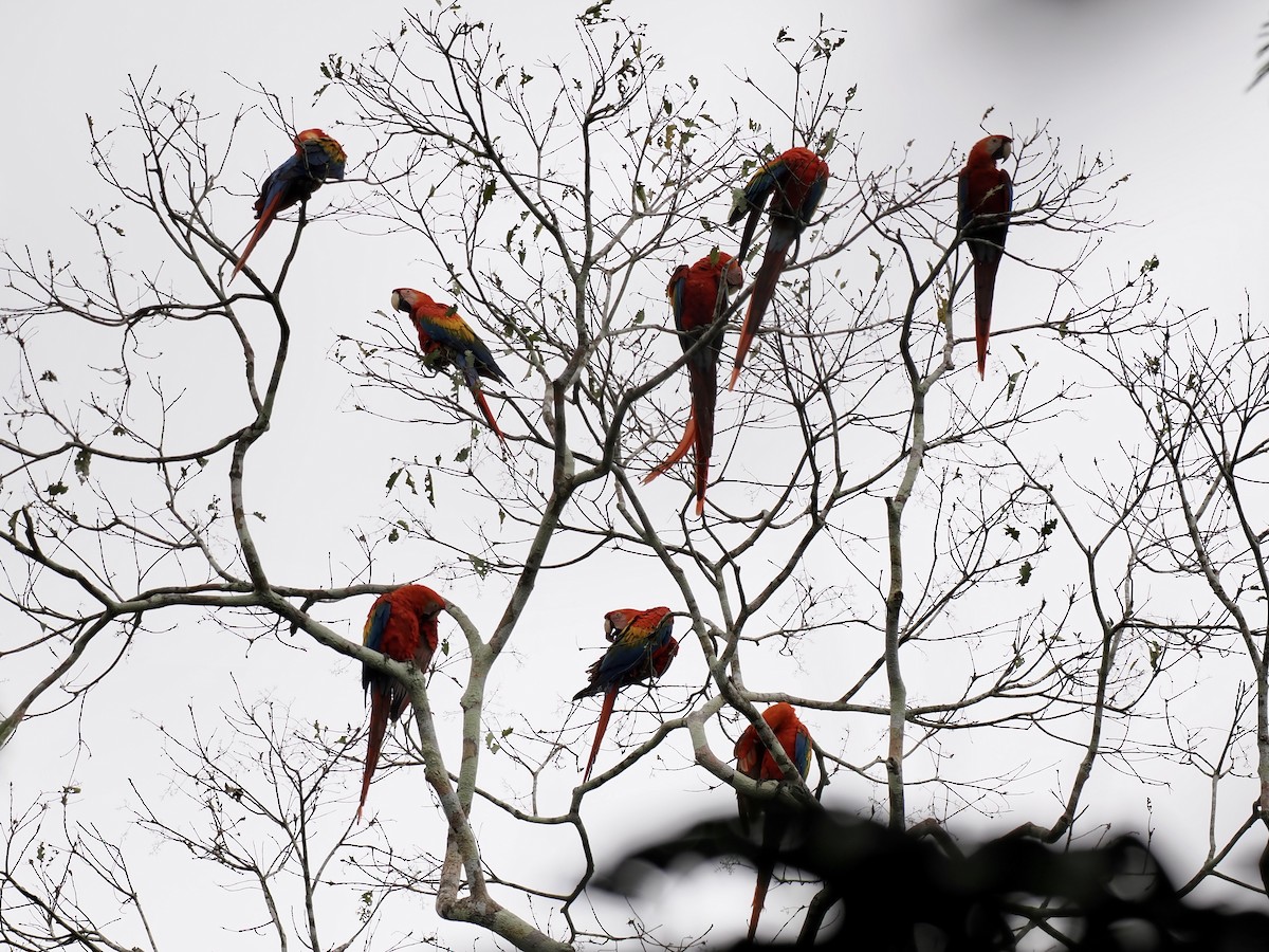 Scarlet Macaw - ML643409764