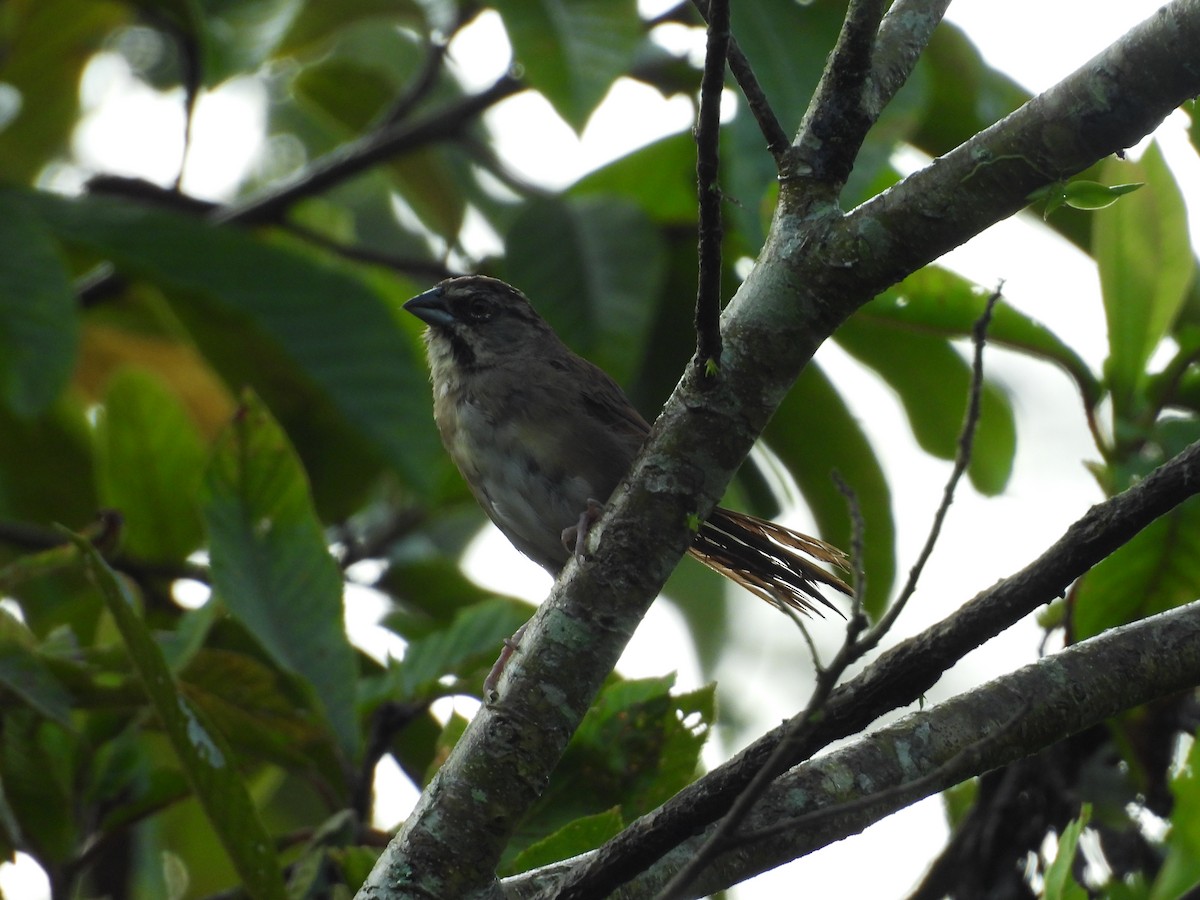 Rusty Sparrow - ML643409765