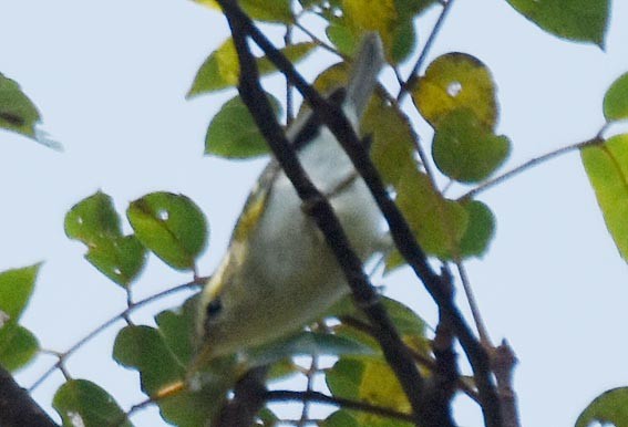Mosquitero Bilistado - ML643409771