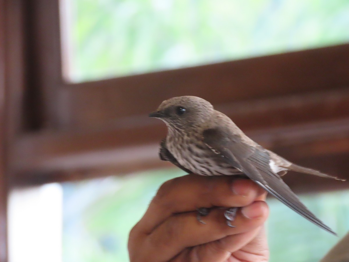 Mascarene Martin - ML643409773