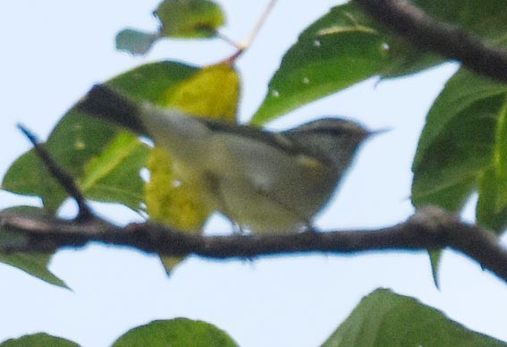 Mosquitero Bilistado - ML643409774