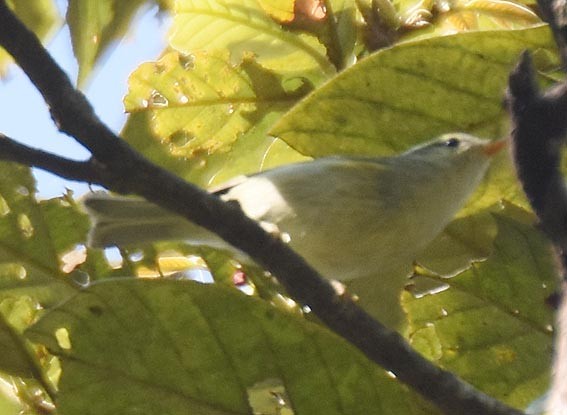 Mosquitero Bilistado - ML643409776