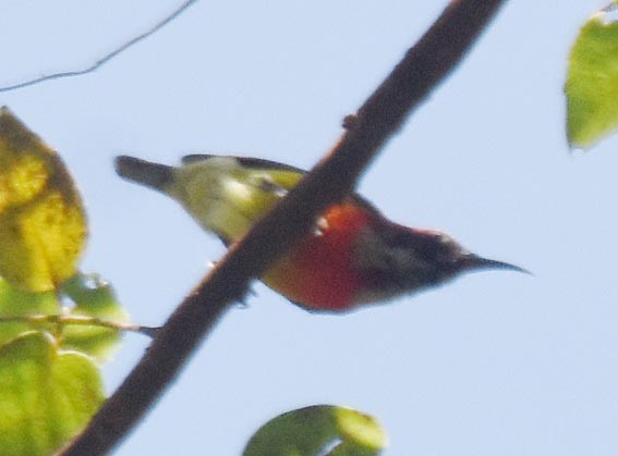 Suimanga de Gould - ML643409787