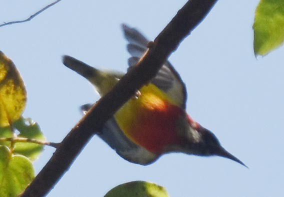 Suimanga de Gould - ML643409788