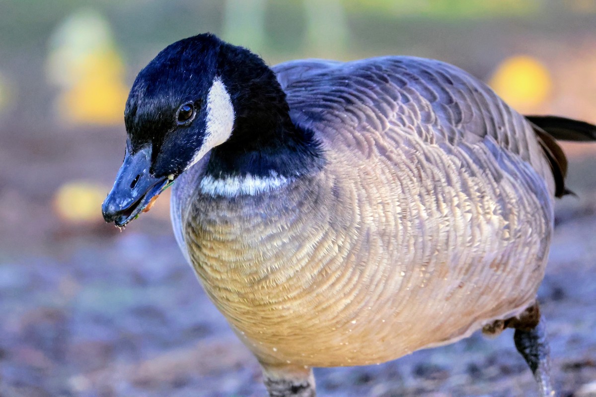 Cackling Goose - ML643409789