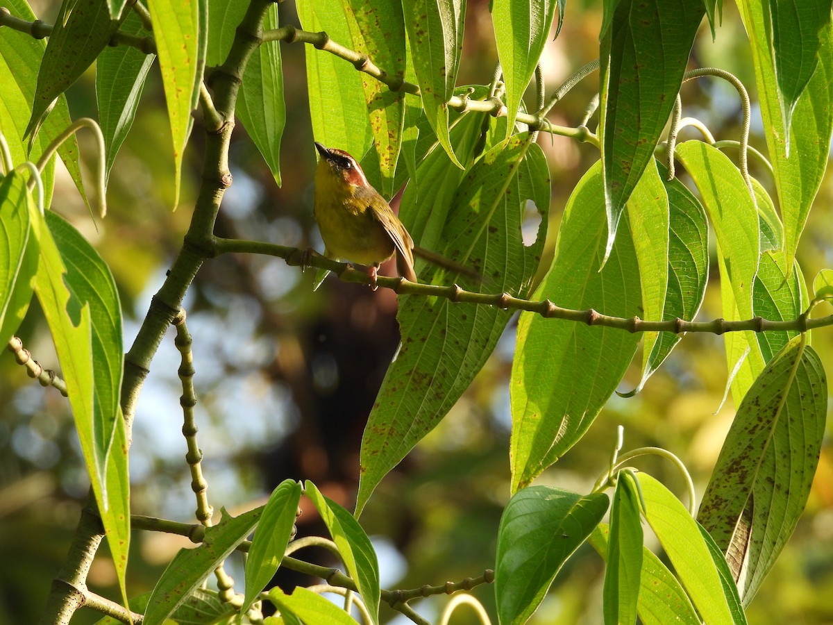Rufous-capped Warbler - ML643409795
