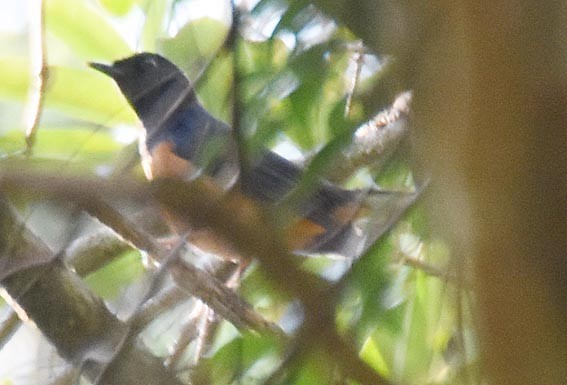 Shama Malabar - ML643409799