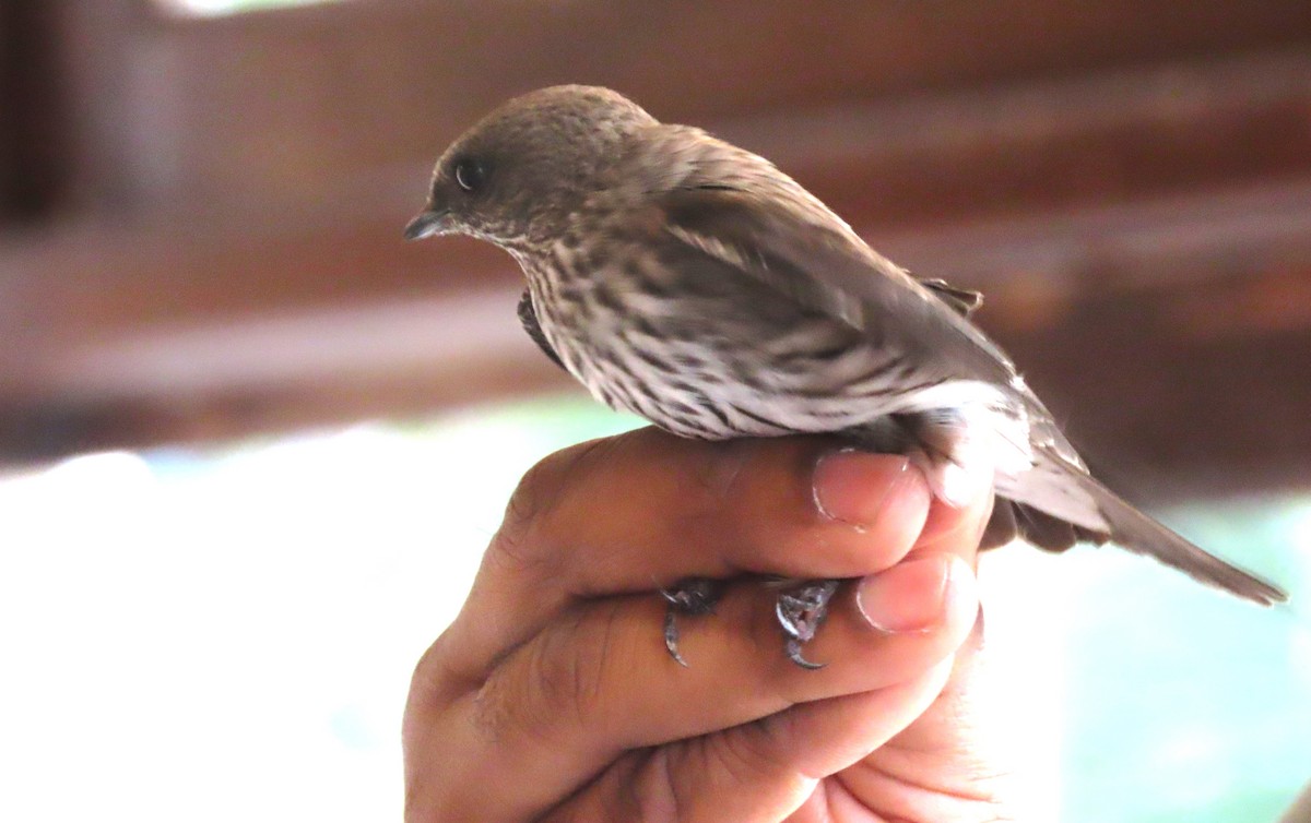 Mascarene Martin - ML643409801