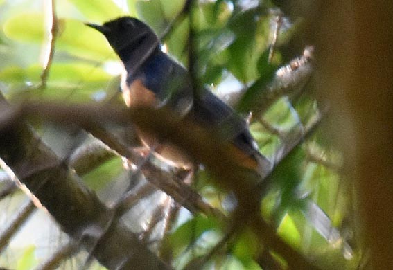 Shama Malabar - ML643409802