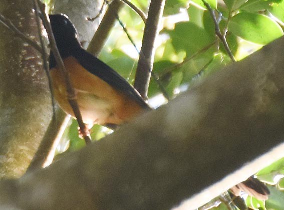 Shama Malabar - ML643409803