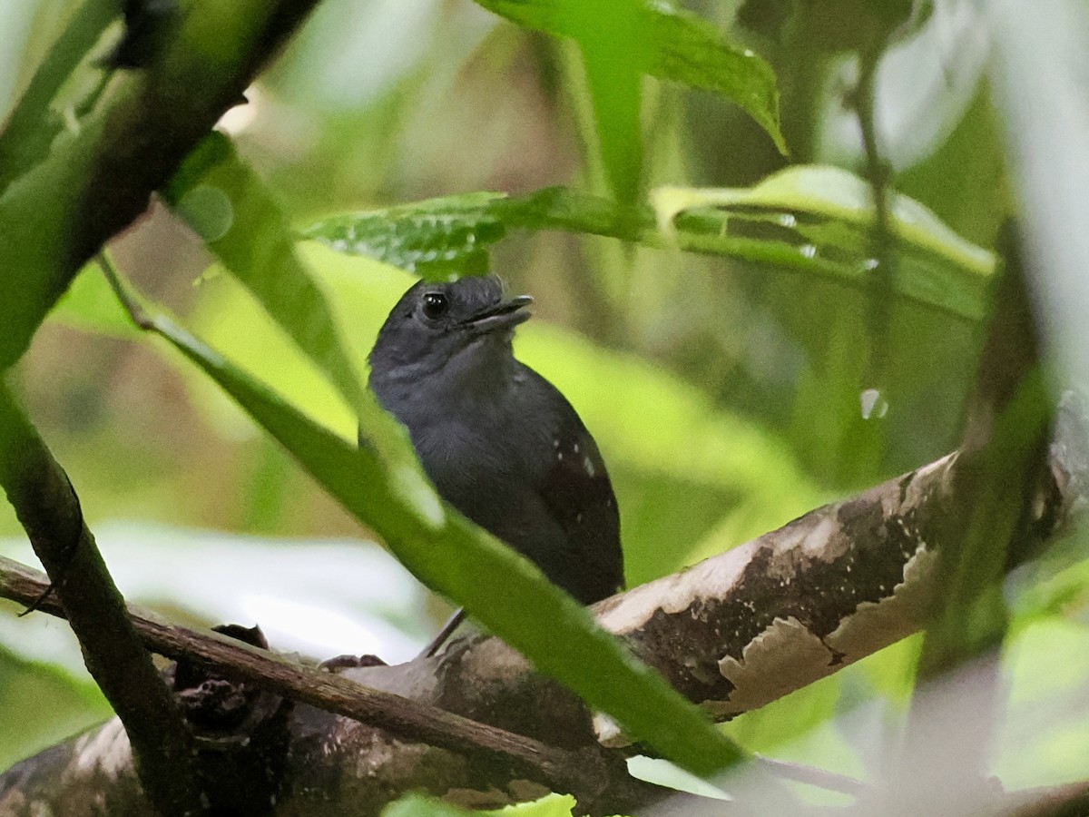 Spot-winged Antbird - ML643409811