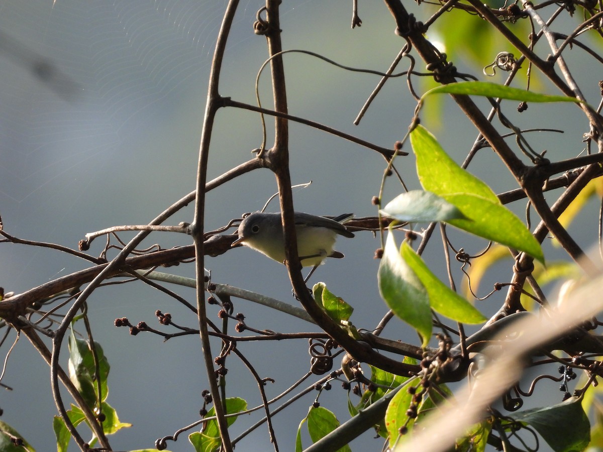 Blue-gray Gnatcatcher - ML643409812