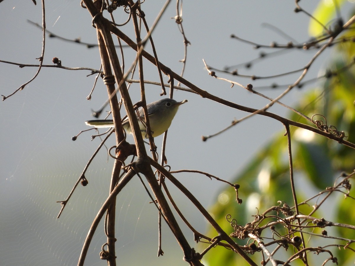 Blue-gray Gnatcatcher - ML643409813