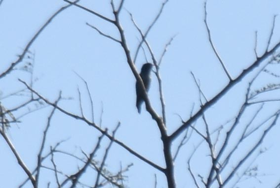 Asian Emerald Cuckoo - ML643409814
