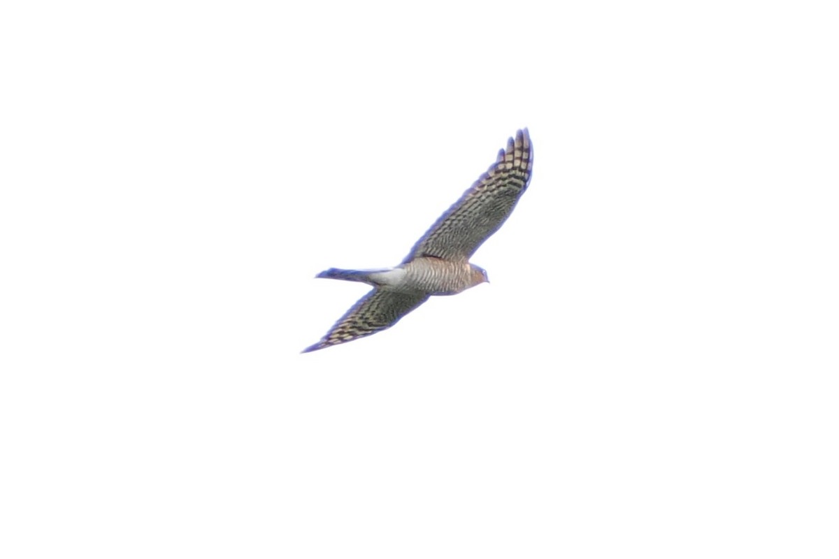Eurasian Sparrowhawk - ML643409820