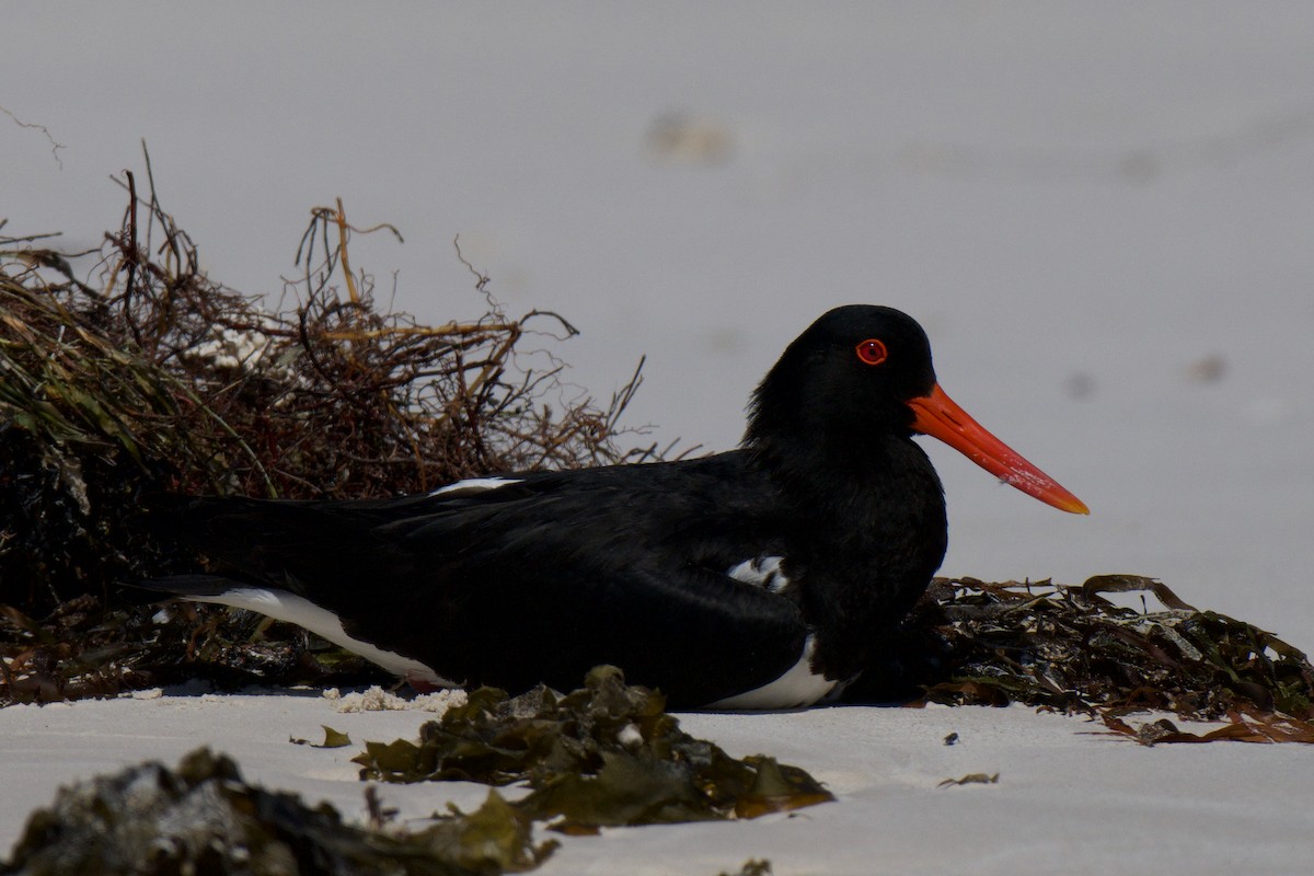 Pied Oystercatcher - ML643409831