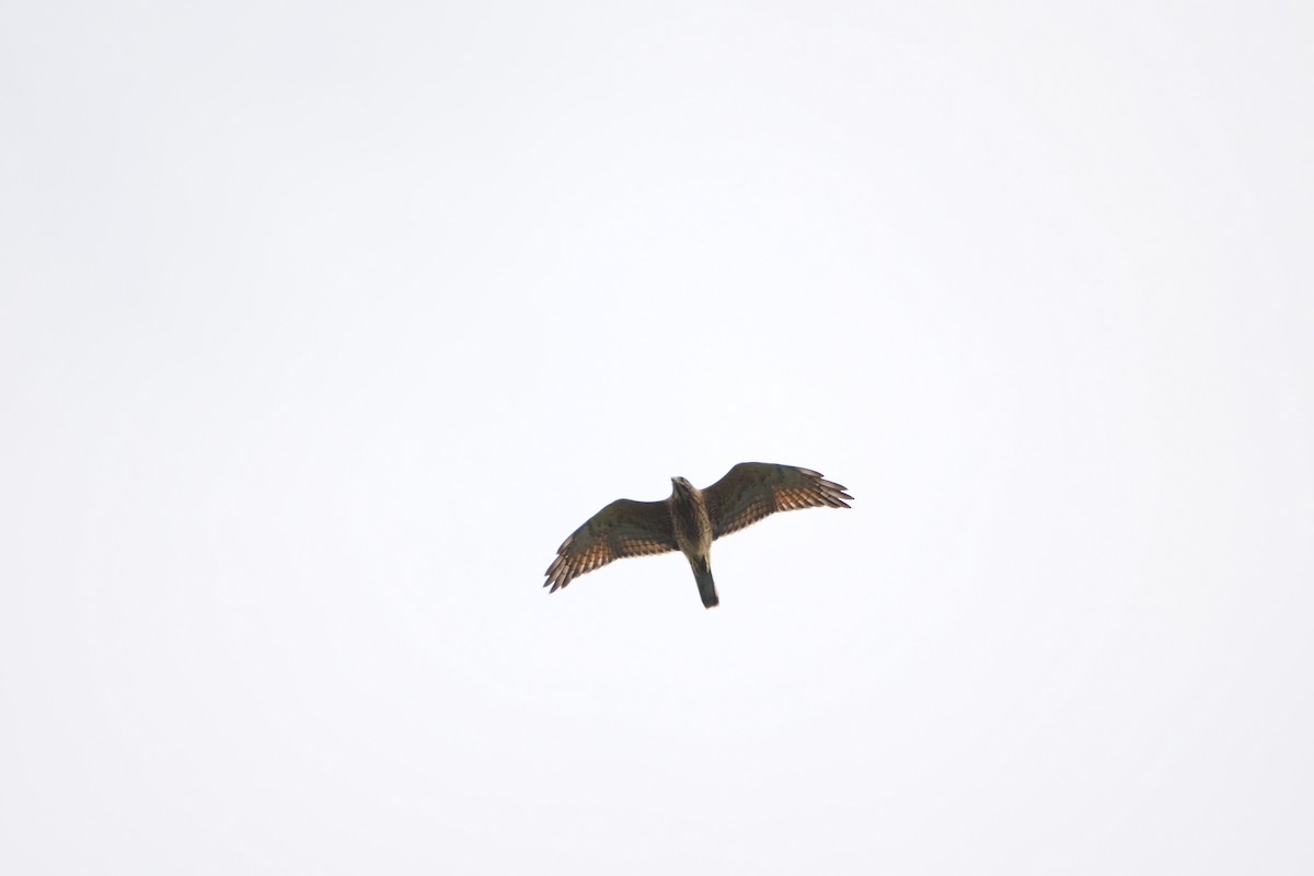 Gray-faced Buzzard - ML643409834