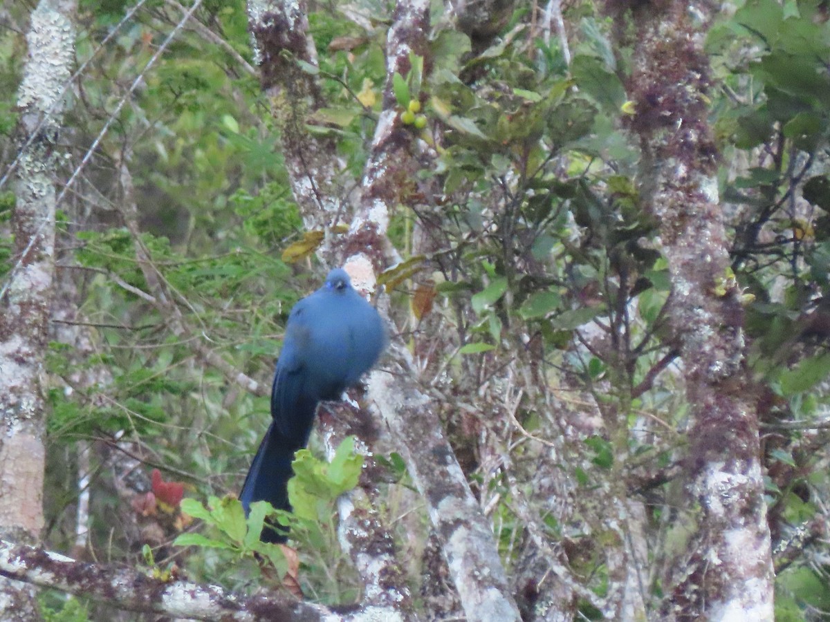 Blue Coua - ML643409852