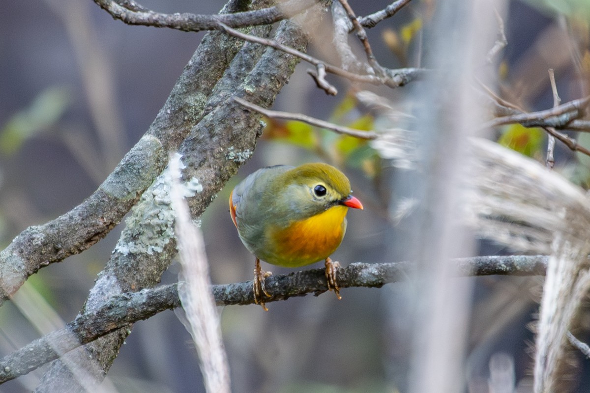 Red-billed Leiothrix - ML643409863