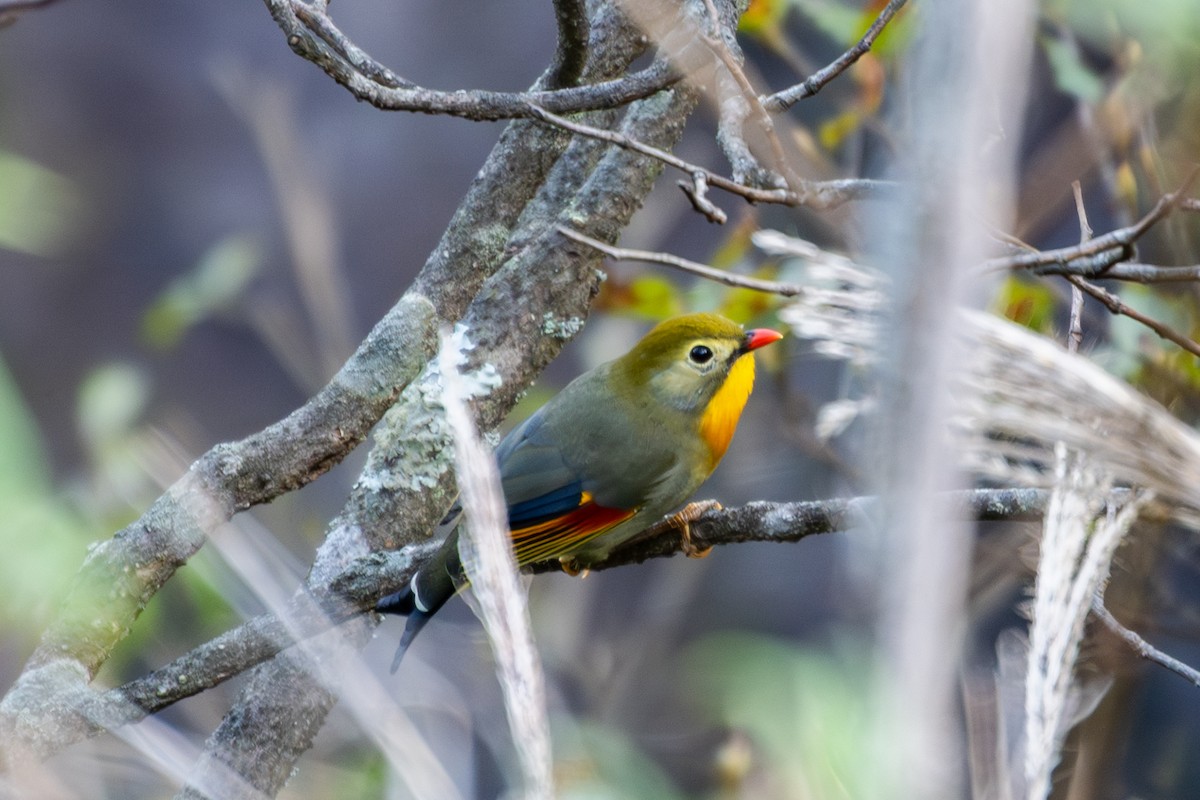 Red-billed Leiothrix - ML643409864