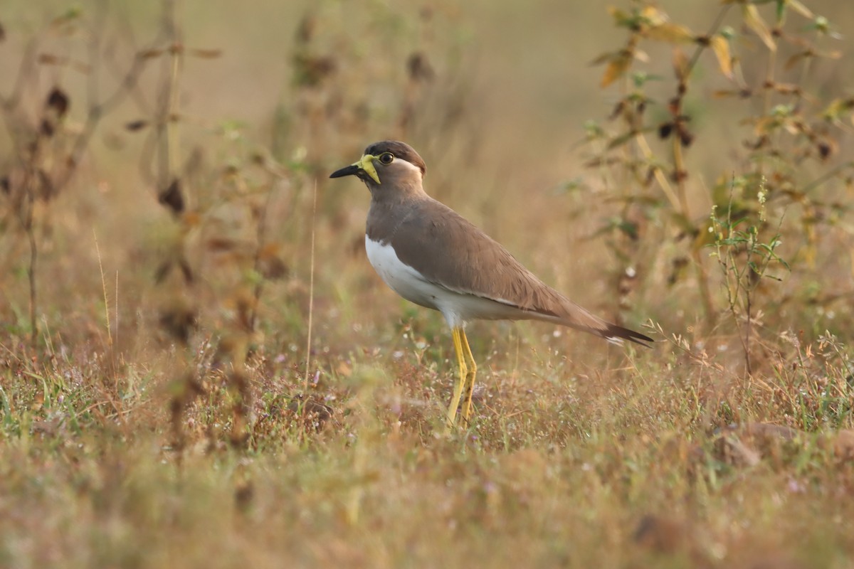 Yellow-wattled Lapwing - ML643409865
