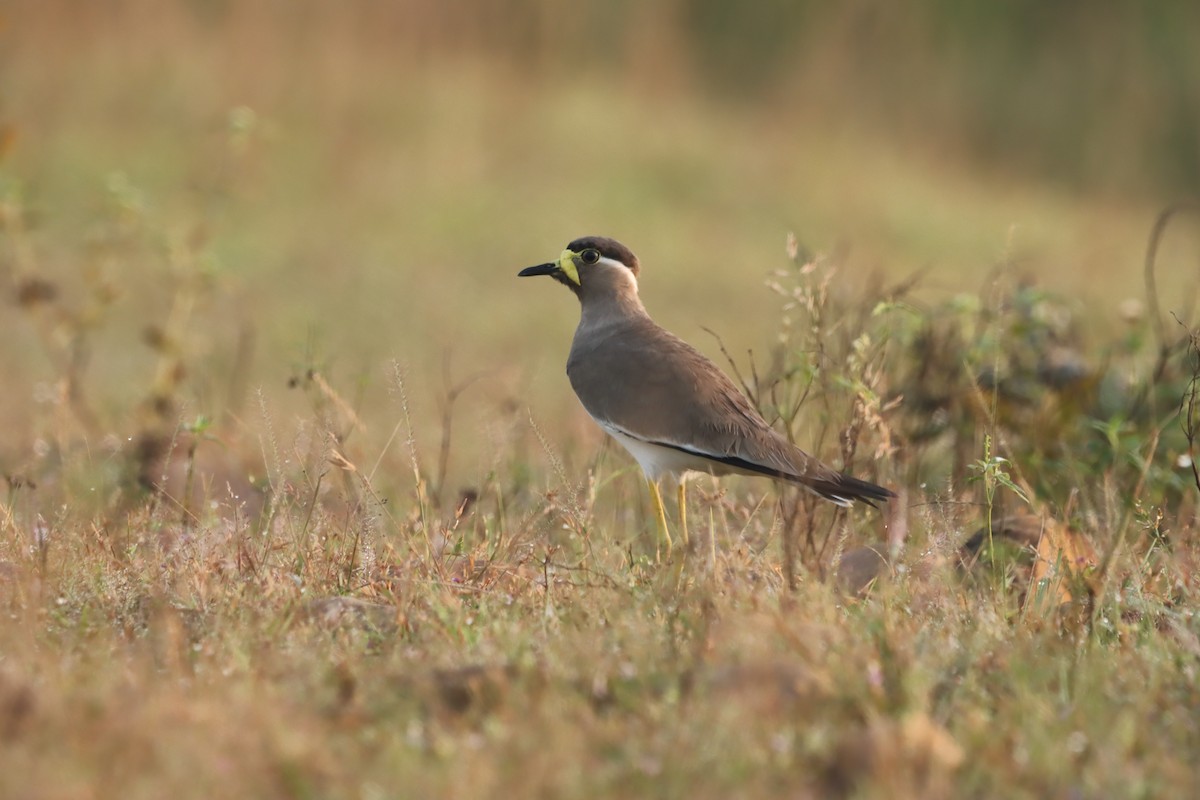 Yellow-wattled Lapwing - ML643409866