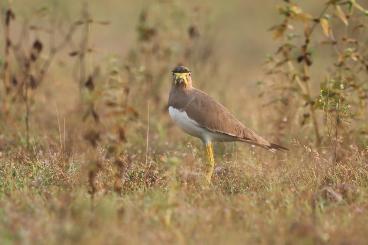 Yellow-wattled Lapwing - ML643409867