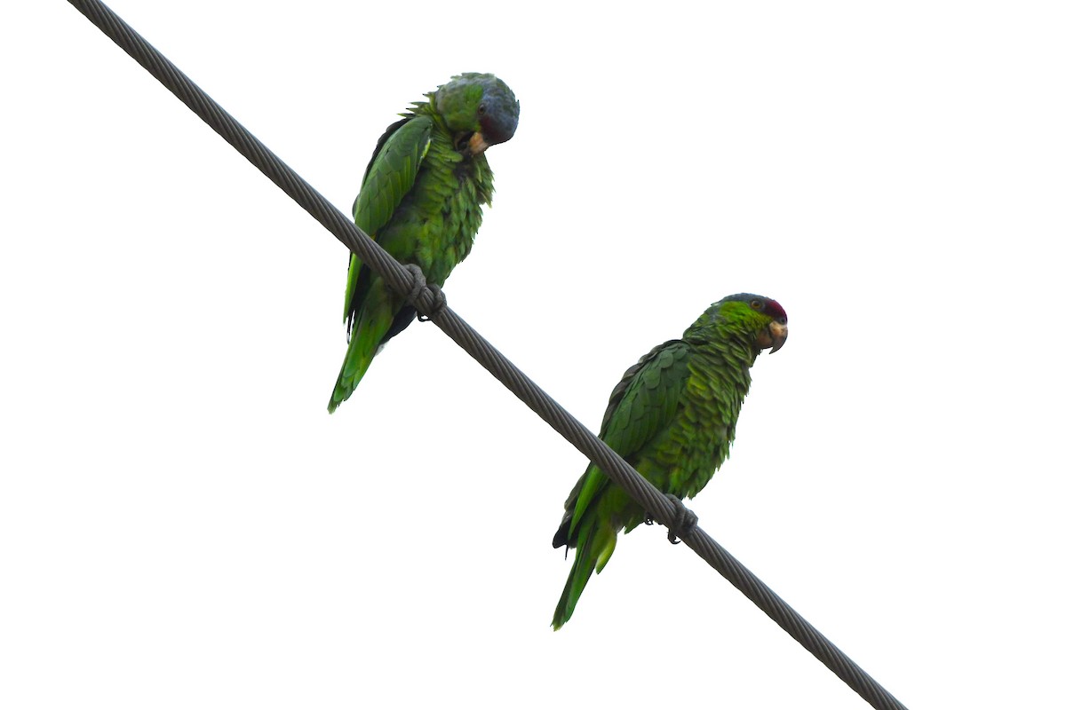 Lilac-crowned Amazon - ML643409873