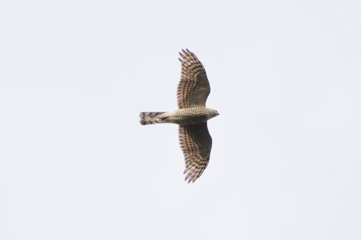 Eurasian Sparrowhawk - ML643409874